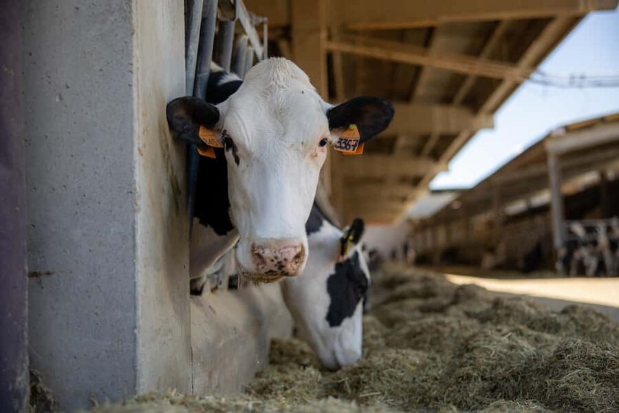Formigine: Parmigiano tour with full tasting - The barn, cows, calves, and animal care