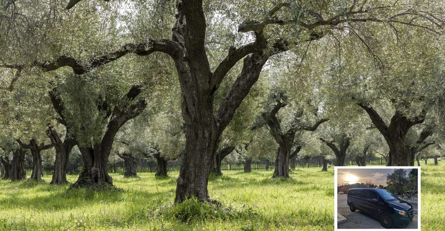 From Athens: Wine, Oil, & Cheese Tasting in Nemea & Argolis - Key points at a glance