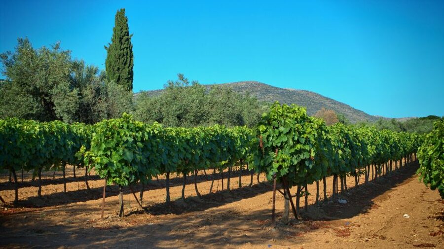 From Athens: Wine, Oil, & Cheese Tasting in Nemea & Argolis - Who should book this day trip?
