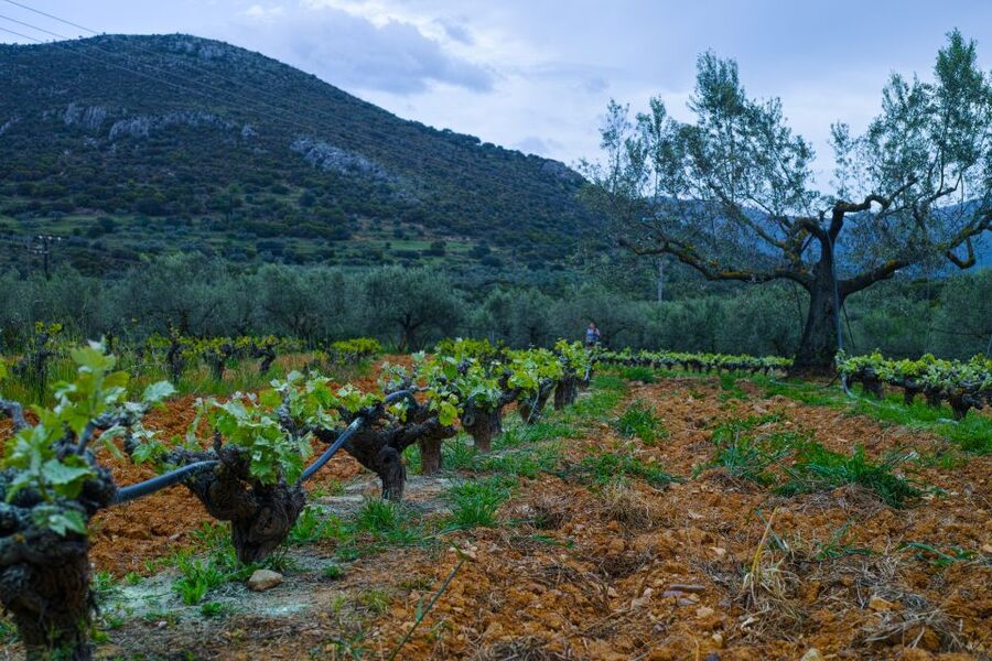 From Athens: Wine, Oil, & Cheese Tasting in Nemea & Argolis - Nemea wine country and the final tasting