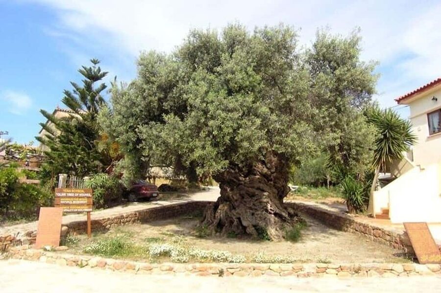 From Chania: Olive Oil, Wine, Cheese & Honey Tasting Tour - The six details that matter most