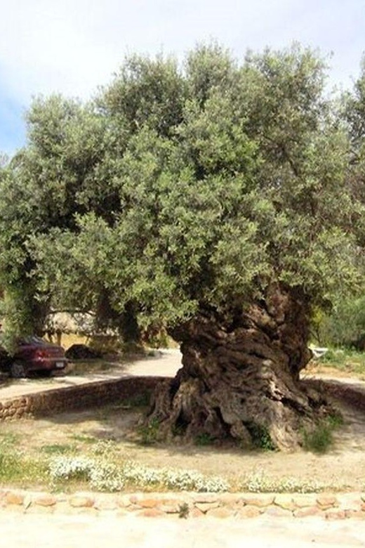 From Chania: Olive Oil, Wine, Cheese & Honey Tasting Tour - Who should book this Cretan food day?