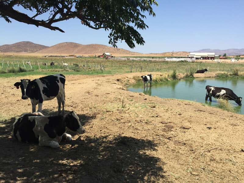 From Ensenada: Ojos Negros Valley Cheese & Wine Tasting Tour - Why Ojos Negros makes a good day trip from Ensenada