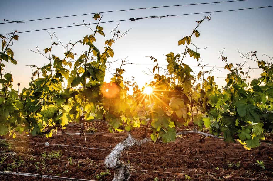 From Melbourne: Yarra Valley Chandon Cheese & Kangaroos Tour - Who should book this tour