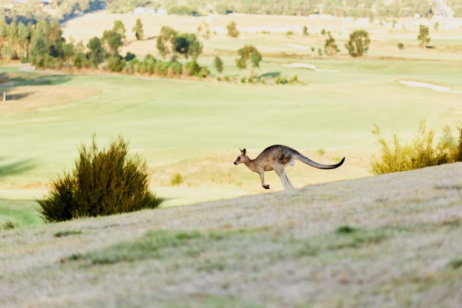 From Melbourne: Yarra Valley Chandon Cheese & Kangaroos Tour - Why this Yarra Valley day works well