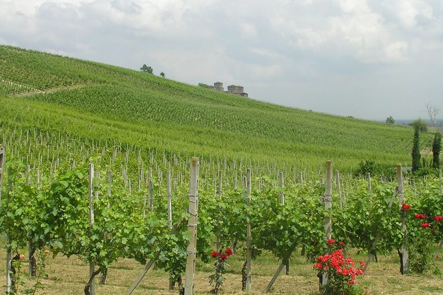 From Parma: Parmesan, Parma Ham & Balsamic Vinegar Tour - Langhirano and the making of Parma ham