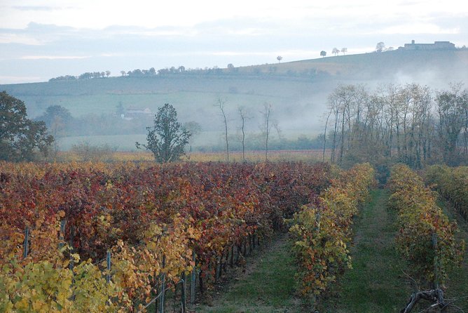 From Parma: Parmigiano,Prosciutto and winery Tour and tasting - Learning why Langhirano is tied to Parma ham