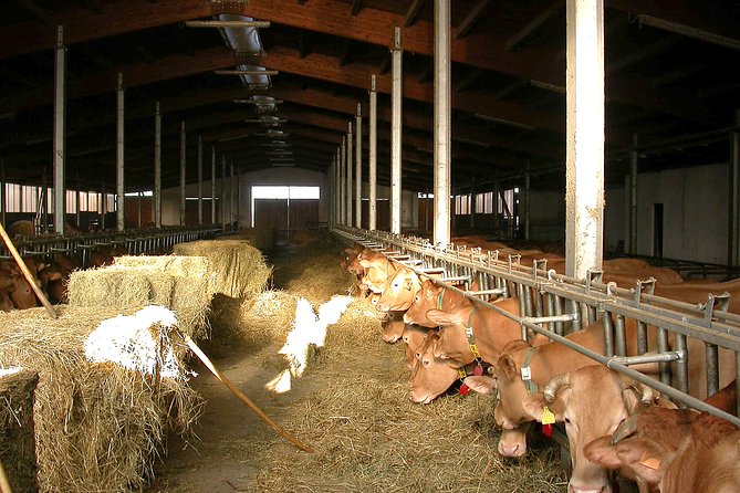 From Parma: Parmigiano Reggiano Farm Tour & Tasting with Transfer - The Tasting: Two Cheeses, Balsamic, and Sparkling Wine
