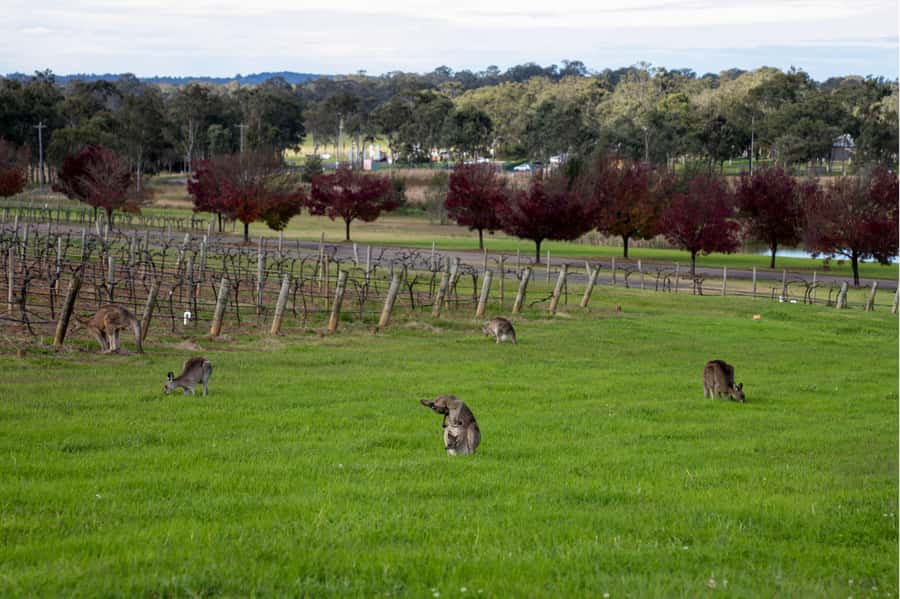 From Sydney: Award-Winning Hunter Valley Wine & Cheese Tour - Boutique cellar doors in Pokolbin and beyond