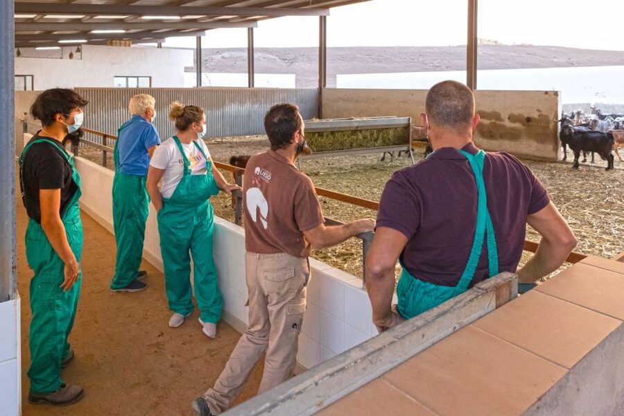 Fuerteventura: Artisan Goat's Cheese Making at Local Farm - Feeding and milking the Majorera goats