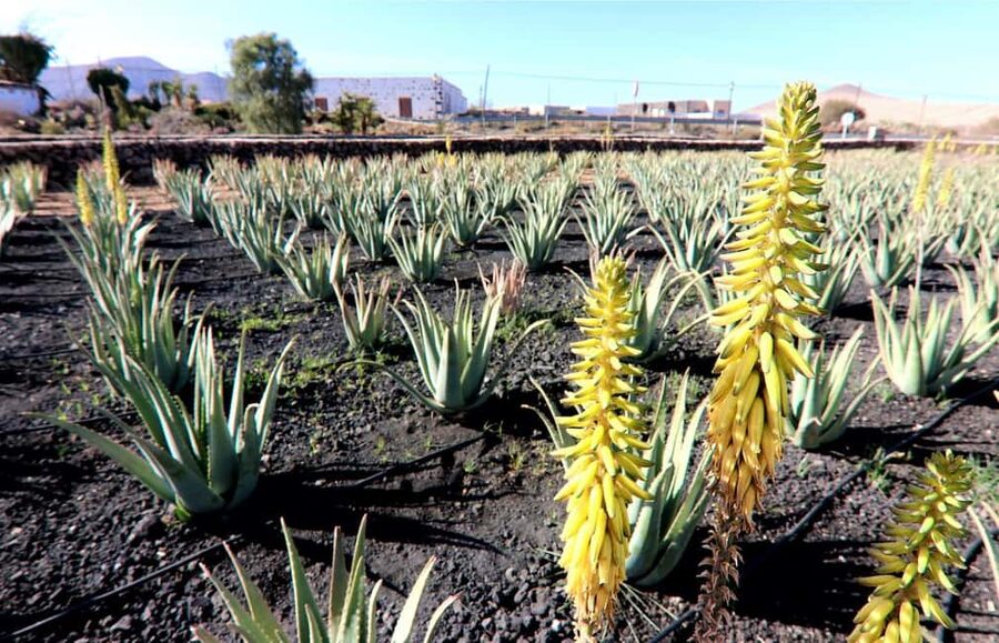 Fuerteventura: Small-Group Island Tour with Cheese Tasting - Key points to know before booking
