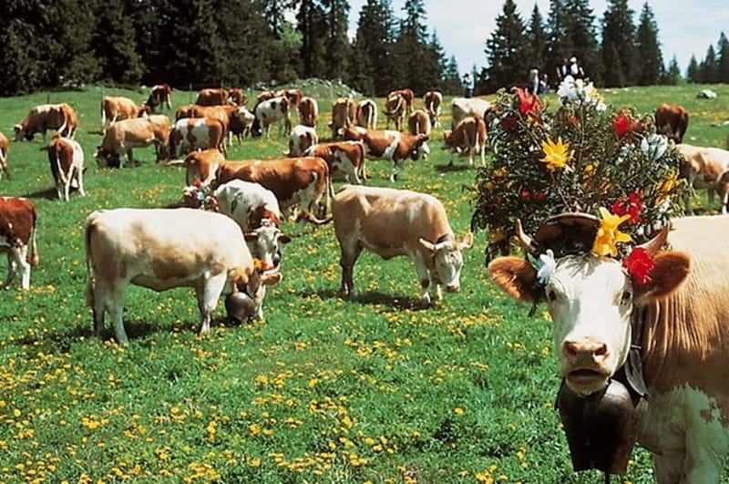 Geneva: Gruyères Tour with Chocolate, Cheese & Golden Train - The 45-minute GoldenPass train to Montreux