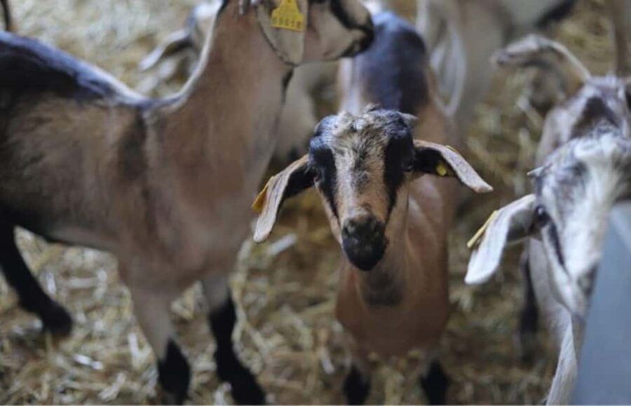Gran Canaria: Cheese Workshop in Agüimes - From coagulation to your own small cheese