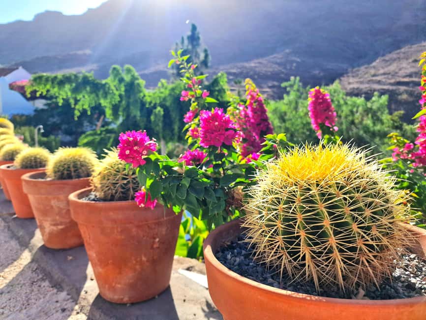 Gran Canaria: Tasting wine & local cheese in Mogan - Who will enjoy this experience most?