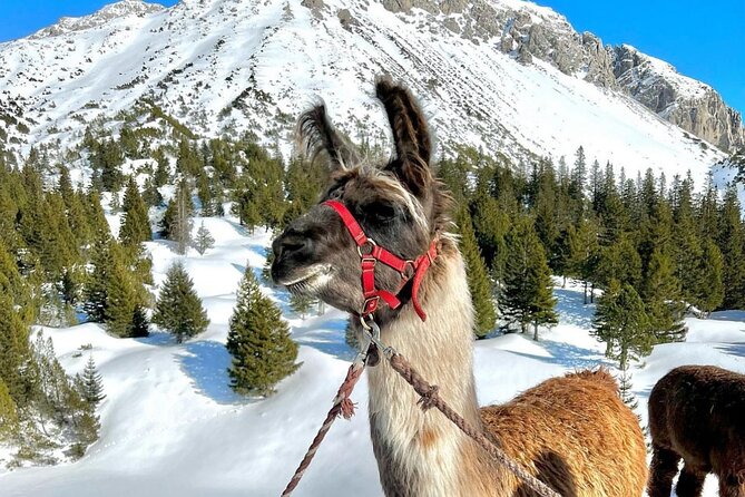 Guided llama hike with traditional raclette - Why This Pairing Works So Well
