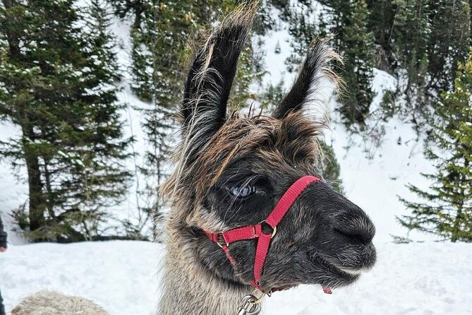 Guided llama hike with traditional raclette - Starting at Lama- & Alpakahof Triesenberg