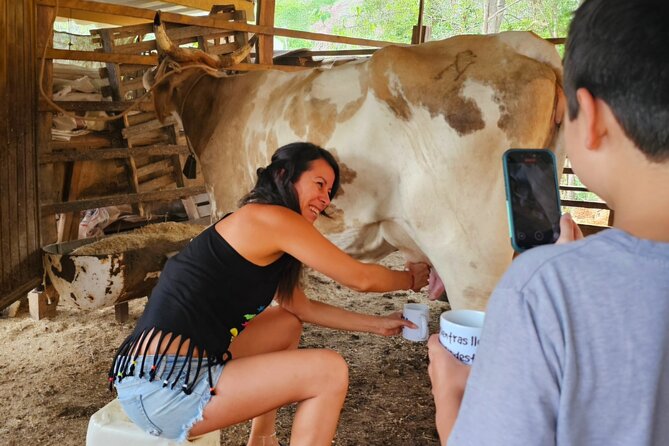 Hands-on Mexican Farm Experience: from Cow to Cheese - Seeing how farm cheese is made
