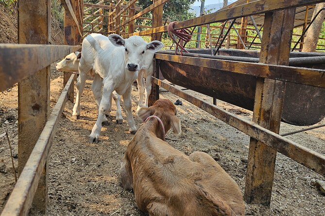 Hands-on Mexican Farm Experience: from Cow to Cheese - Finishing beside natural pools