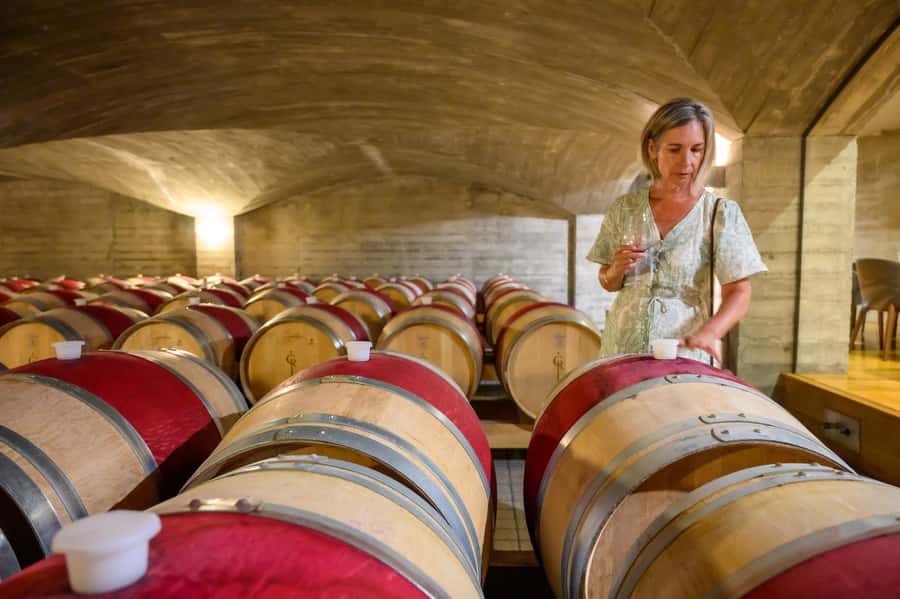 Hawkes Bay: Half-Day Wine Tour with Tastings and Cheeseboard - What the $96 price really covers