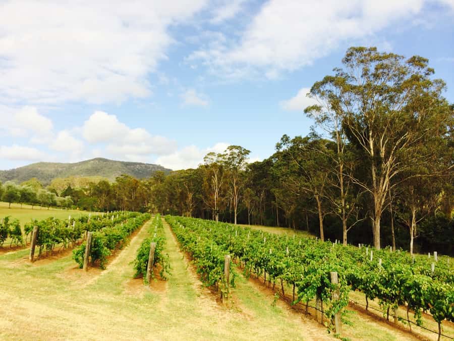 Hunter Valley: Tulloch Wines Mystery Wine & Cheese Tasting - Key points to know before you book