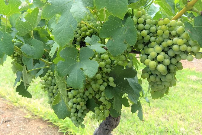 Hunter Valley wine and cheese starting from the Hunter region - Why a private Hunter Valley day makes sense