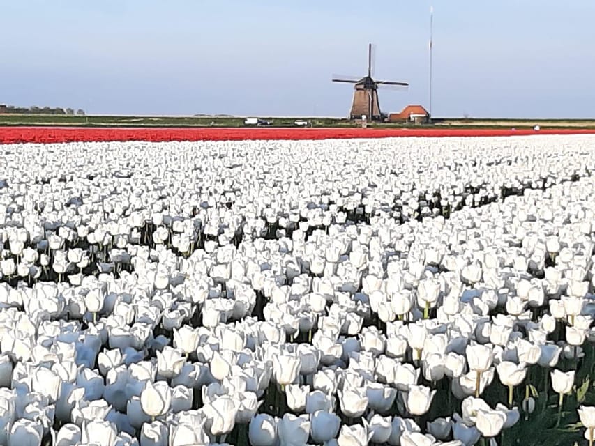 Keukenhof: Private Tulip & Windmill tour with cheese tasting - Key points to know before booking