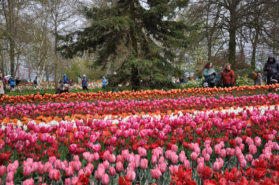 Keukenhof: Private Tulip & Windmill tour with cheese tasting - Walking the dike at Zaanse Schans