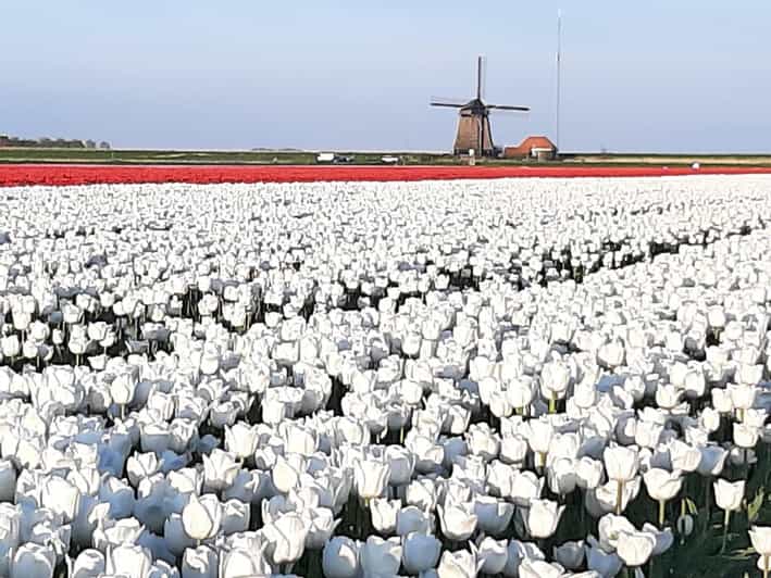 Keukenhof: Private Tulip & Windmill tour with cheese tasting - The tulip-field photo stop near Lisse