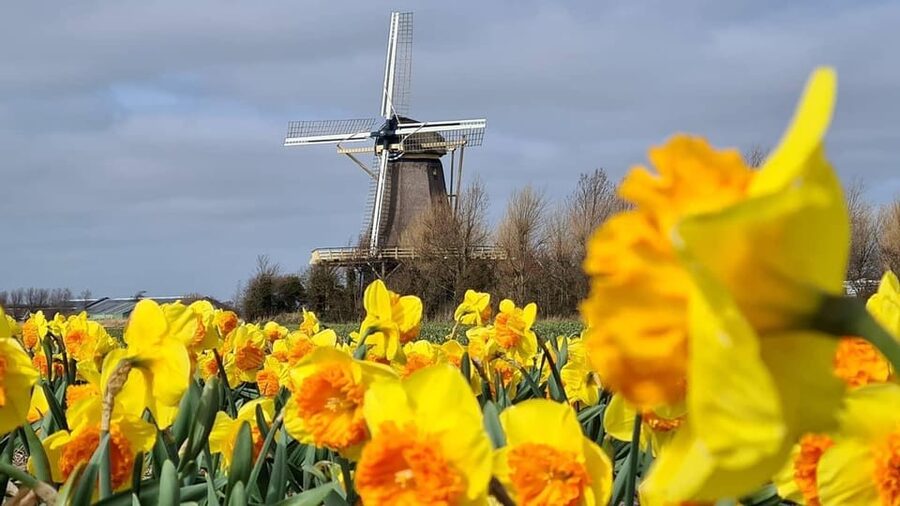 Keukenhof: Private Tulip & Windmill tour with cheese tasting - Morning pickup and the ride to Zaanse Schans