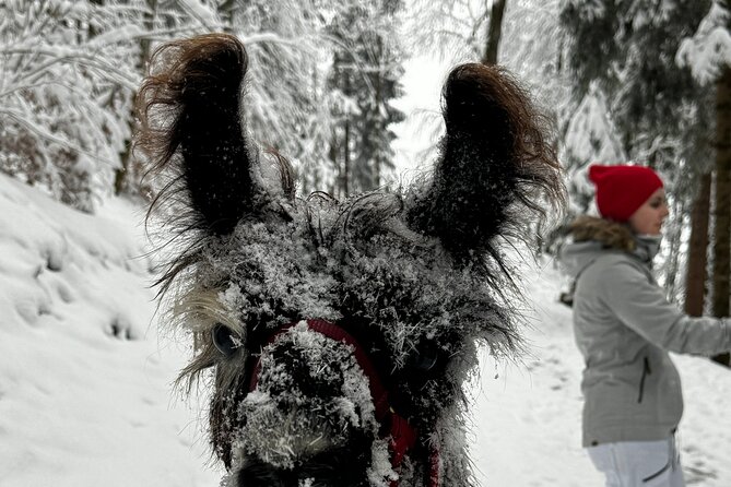 Llama hike with homemade, traditional cheese fondue - Homemade fondue at a selected mountain location