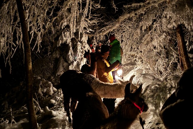 Llama hike with homemade, traditional cheese fondue - Who will enjoy this outing most?