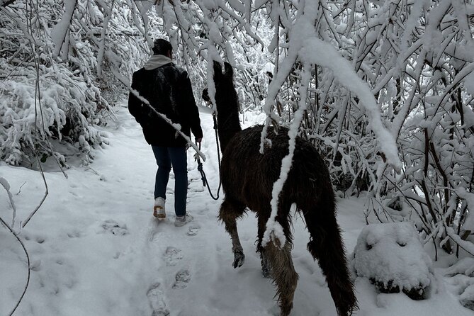 Llama hike with homemade, traditional cheese fondue - Practical planning for a comfortable evening