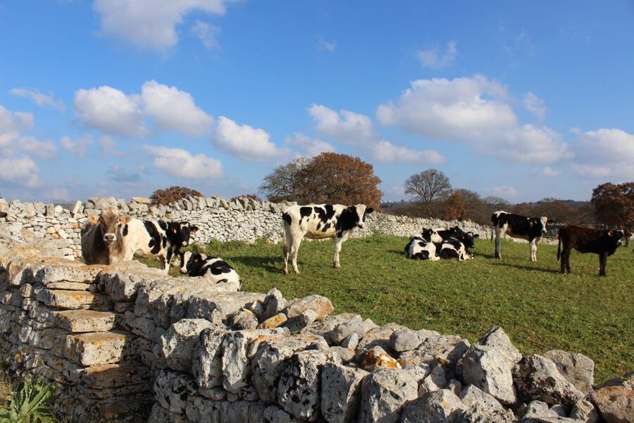 Martina Franca: E-bike farm tour & cheese tasting - Should You Book the Martina Franca E-Bike Farm Tour?