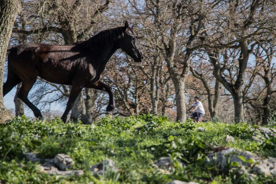 Martina Franca: E-bike farm tour & cheese tasting - Meeting the Murgese Horse and Apulian Black Pig