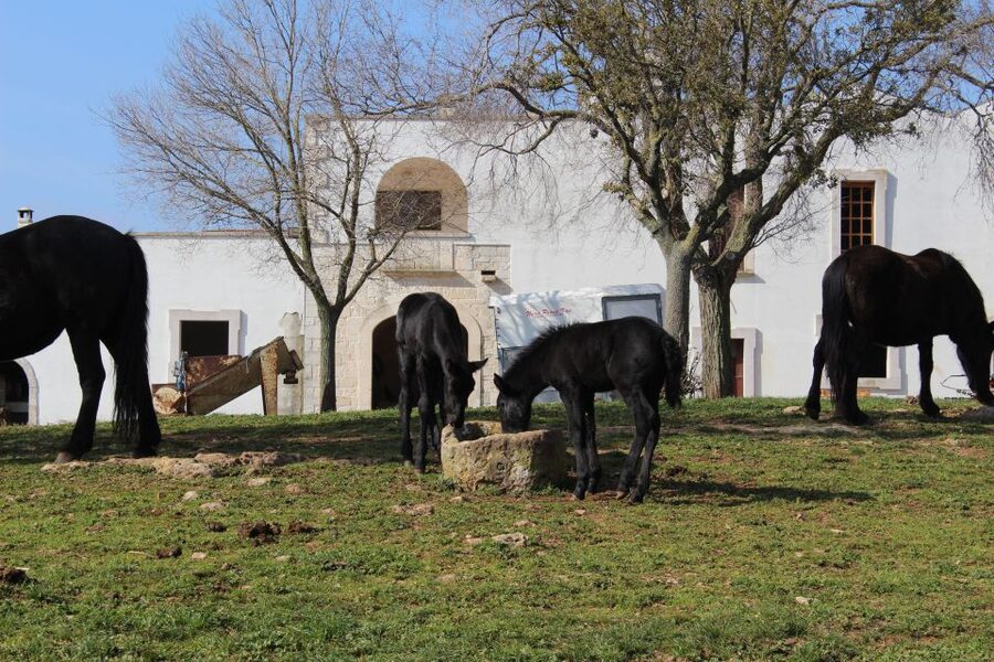 Martina Franca: E-bike farm tour & cheese tasting - What the Price Really Includes