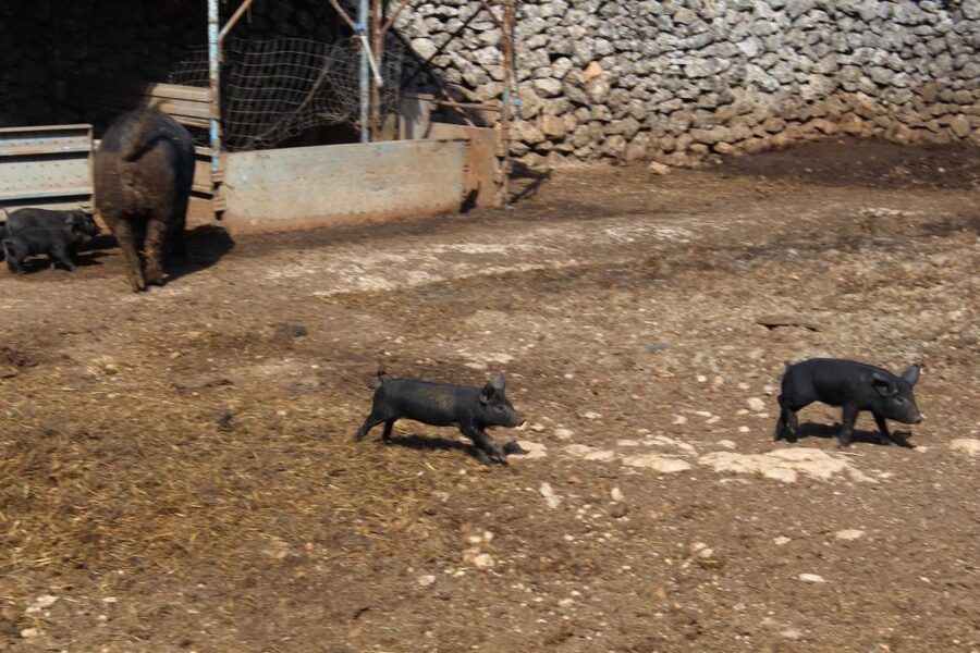 Martina Franca: E-bike farm tour & cheese tasting - Language, Group Size, and Guide Style