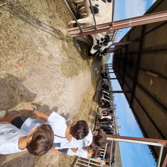 Menorca: Cheesemaking and Farm-Fresh Product Tasting - Booking and practical planning tips