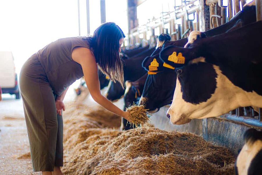 Menorca: Guided visit to the Subaida cheese factory, - Group size and hearing the guide