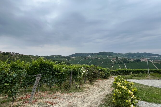 Monforte d'Alba: wine and cheese experience - Starting at Costa di Bussia in Monforte dAlba