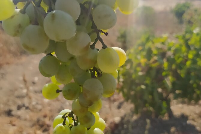 Naxos Farm Experience and cheese making - Key points to know before booking