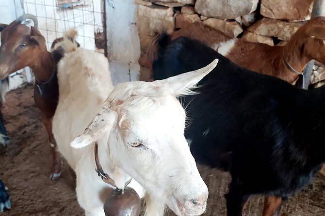 Naxos Farm Experience and cheese making - Making traditional kefalotiri with Giannis