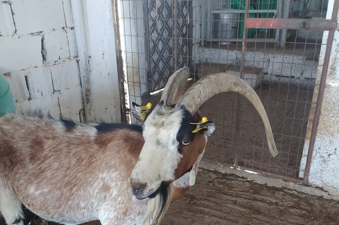 Naxos Farm Experience and cheese making - Meeting the animals and seeing the working farm
