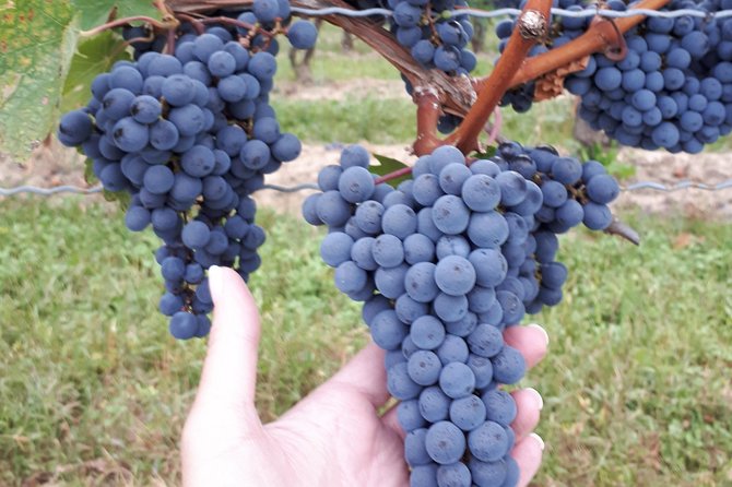 Niagara-on-the-Lake Wine Aft Tour with Cheese from Niagara Falls - Who should book this small-group wine tour
