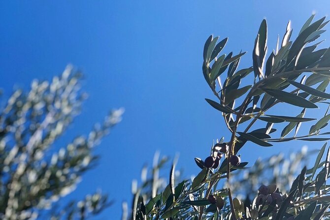 Olive Oil, Cheese, and Wine Tasting with Local Expert - The olive grove gives the tasting a sense of place