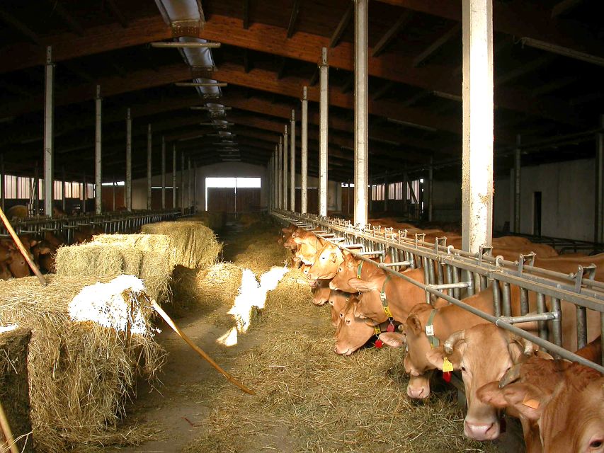 Parma: Parmigiano Reggiano Farm Tour & Tasting with Transfer - Should you book the Parmigiano-Reggiano factory tour?