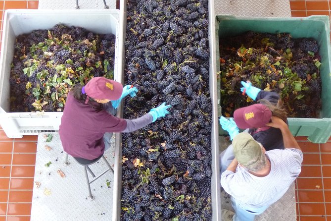 Pienza, Montalcino, Brunello Wine and Pecorino Cheese PRIVATE TOUR from FLORENCE - The Price and What It Covers