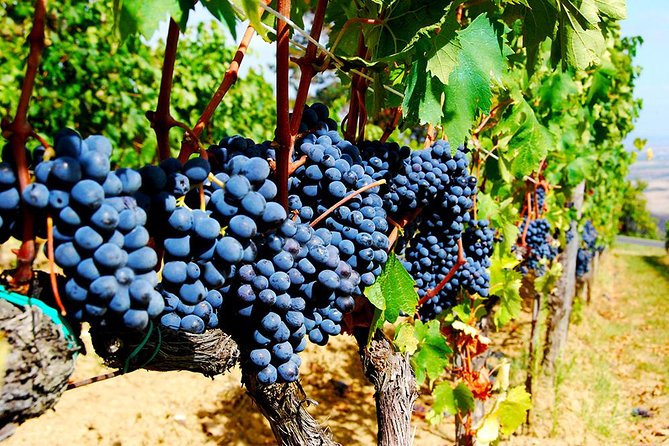 Pienza, Val d'Orcia, Montalcino wine and Pecorino cheese PRIVATE TOUR from SIENA - What you are really paying for