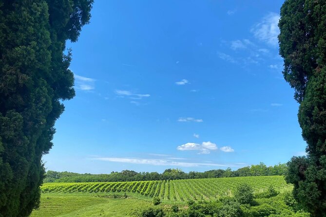 Premium Cheeses and Gins Tour in the Prosecco hills. Full lunch! - Cheese, craft, and local wine in San Pietro di Feletto