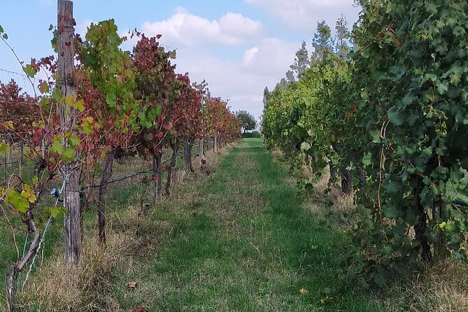 Private Balsamic vinegar & Parmigiano Reggiano factory visits - Who should book this experience?