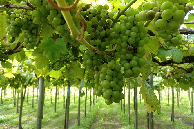 Private Basque Cheese & Txakoli Wine Tour from San Sebastian - The Road Back to San Sebastian